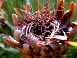 Protea scolymocephala when the carnival is over