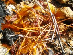Protea seeds