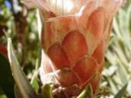 Protea subvestita pink flowerhead