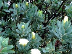 Protea subvestita