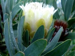 Protea subvestita flowerhead
