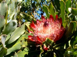 Protea susannae open flowerhead nestling among leaves