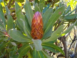 Protea susannae 