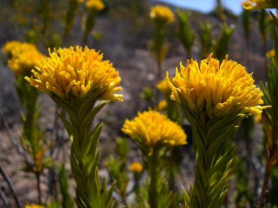 Pteronia fasciculata flowering