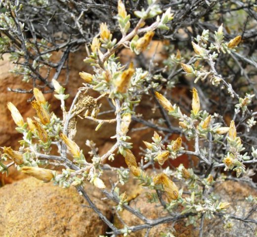 Pteronia glauca