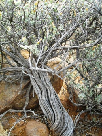 Pteronia glauca old stem