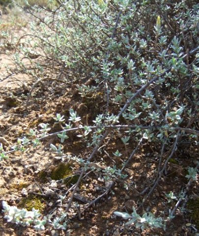 Pteronia glauca anchored at some branch tips