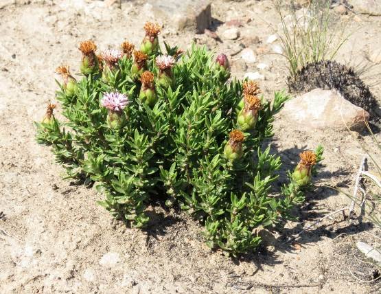 Pteronia hirsuta