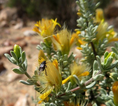 Pteronia incana climbers nightmare