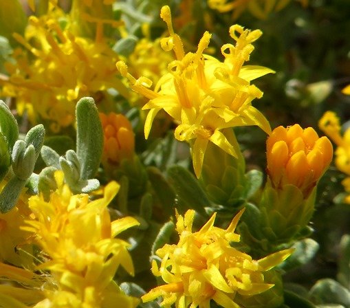 Pteronia incana buds and open florets