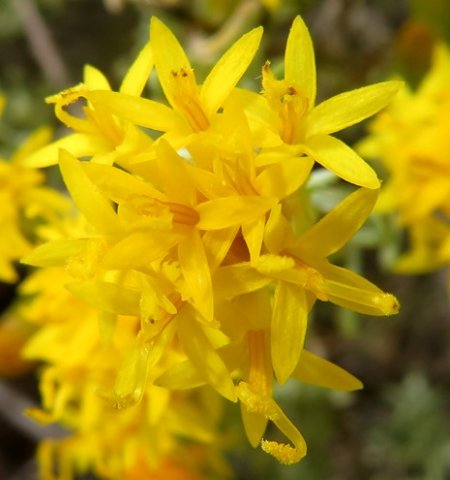 Pteronia incana florets