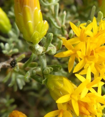 Pteronia incana involucre