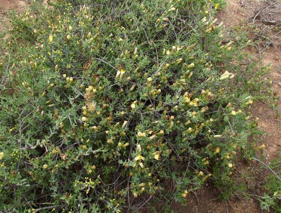 Pteronia oblanceolata