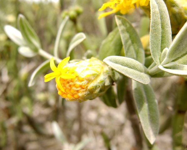 Pteronia onobromoides one floret open