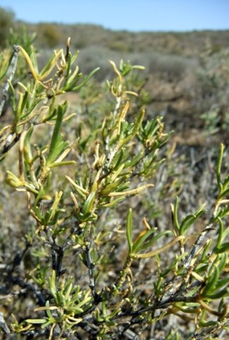 Pteronia pallens losing leaves