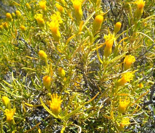 Pteronia pallens 