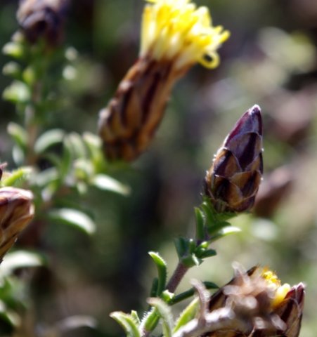 Pteronia staehelinoides bud