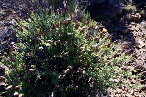 Pteronia staehelinoides
