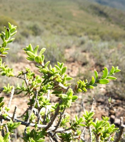 Pteronia staehelinoides branches