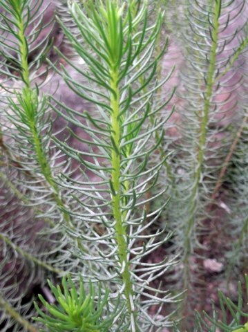 Pteronia stricta var. stricta young plant