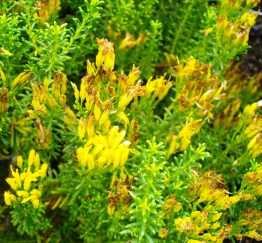 Pteronia uncinata