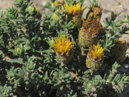 Pteronia elongata leaves