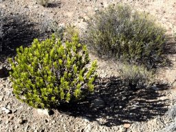 Pteronia fasciculata