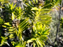 Pteronia fasciculata, the paraffienbos