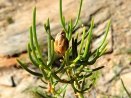Pteronia flexicaulis dry flowerhead