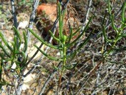 Pteronia flexicaulis