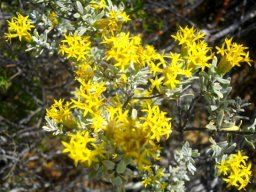 Pteronia glauca flowering