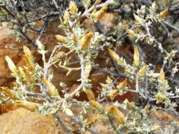 Pteronia glauca
