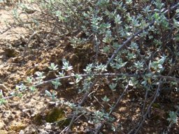 Pteronia glauca anchored at some branch tips