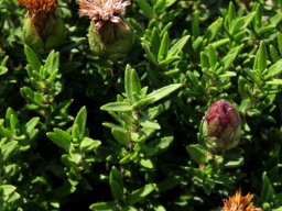 Pteronia hirsuta leaves