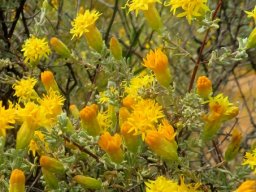 Pteronia incana from orange to yellow