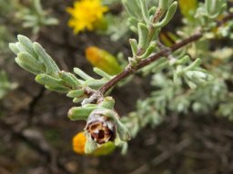 Pteronia incana leaves