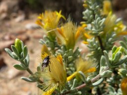 Pteronia incana climbers nightmare