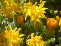 Pteronia incana buds and open florets