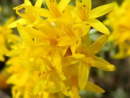 Pteronia incana florets