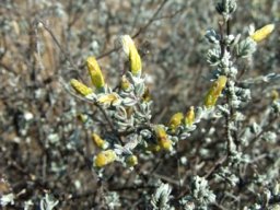 Pteronia incana buds