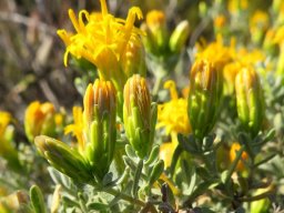 Pteronia