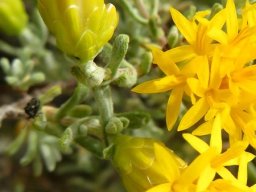 Pteronia incana involucre