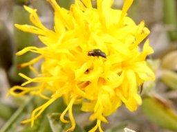 Pteronia onobromoides flowerhead