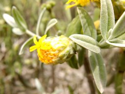 Pteronia onobromoides one floret open