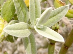 Pteronia onobromoides stem-tip