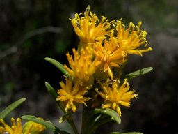 Pteronia pallens flowerheads