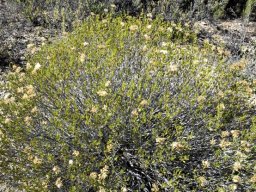 Pteronia pallens releasing seeds