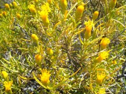 Pteronia pallens 
