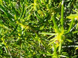 Pteronia paniculata