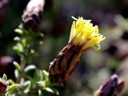 Pteronia staehelinoides flowerhead
